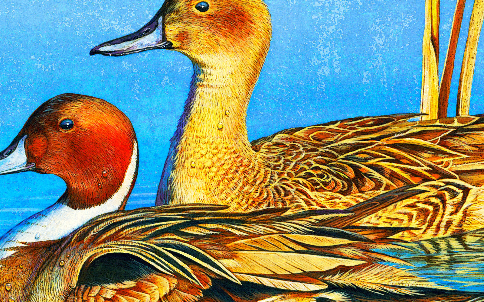 Artistic drawing of male & female Pintail Ducks